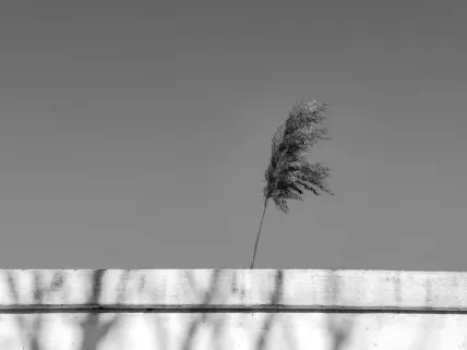 カジノ ナポリ モバイルアプリ